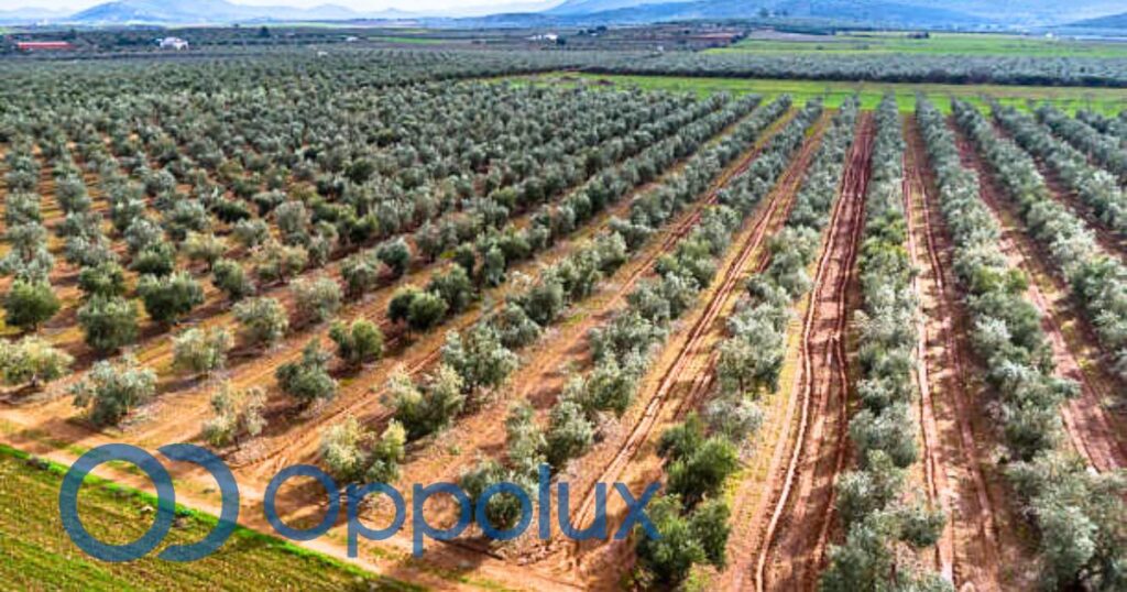 Riego del olivar Valle del Genil: cómo reducir el coste energético